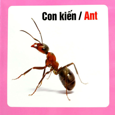 Từ Điển Hình Ảnh Cho Bé - Côn Trùng