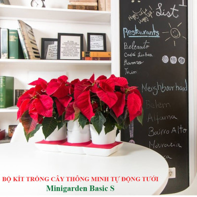 Chậu Cây Tự Dưỡng Thông Minh nhập khẩu Bồ Đào Nha giúp cây trồng tự động tưới, tự bón phân và dành cho người bận rộn nhưng yêu thiên nhiên