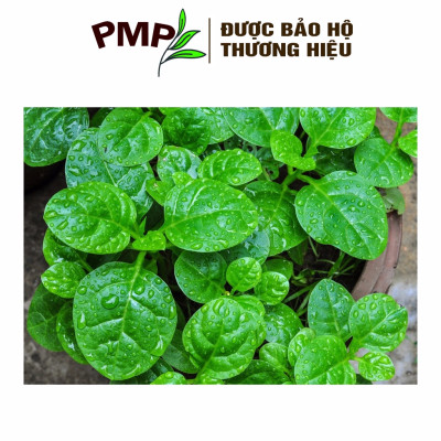 Hạt Giống Rau Mồng Tơi PMP 10g
