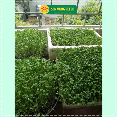 Hạt Giống Rau Mầm Cải Ngọt - Hạt nhập khẩu New Zealand, nảy mầm đều, mau thu hoạch - HẠT GIỐNG SEN VÀNG