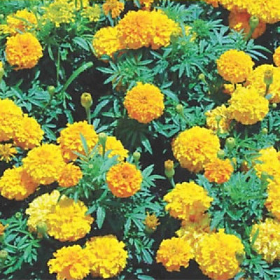 Hạt giống hoa Vạn Thọ Pháp thân cao VTP89