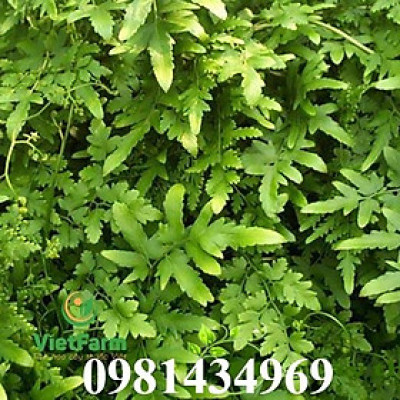 Bòng Bong (Hải Kim Sa) Khô sp1