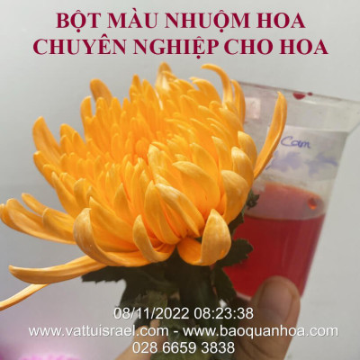 Thuốc Bột Nhuộm Hoa Tươi  màu thực phẩm Ấn Độ (Combo 3 hộp tùy màu) giúp đổi màu hoa cắt cành (1 hủ pha 12L nước màu)