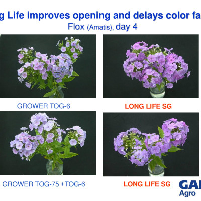 Combo 5 Hộp DINH DƯỠNG HOA CẮT CÀNH (Food for Cut Flowers)(1 hộp 10 gói 5gr). Giúp hoa cắt cành tươi lâu và 14 ngày không thay nước mới. Giải pháp tối ưu theo công nghệ Israel