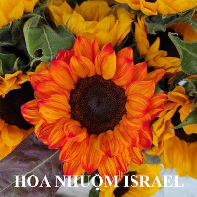 Nước Màu Nhuộm Hoa Tươi Màu Cam Israel (Chai 1 Lít) Color Sodium For Fresh Flowers