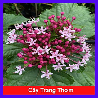 Cây trang thơm - cây cảnh để trong nhà + tặng phân bón cho cây