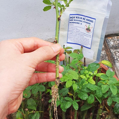 Tự Giâm Chiết Hoa Hồng tại nhà bằng Bột Kích rễ có trị nấm bệnh nhập khẩu Israel ( Hủ 100gr) dành cho cây thân gỗ hiệu quả và sát khuẩn vết cắt