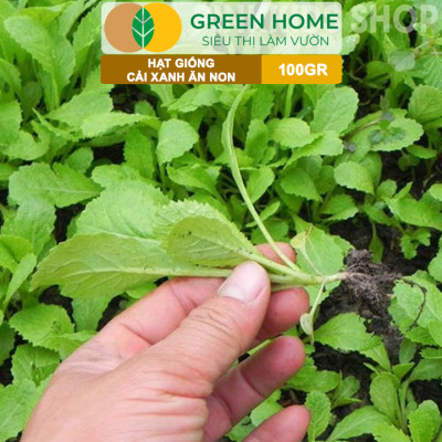 Hạt Giống Rau Cải Ăn Non GreenHome, GÓI 100GR, Dễ Trồng, Nảy Mầm Cao, Thu Hoạch,Năng Suất R29