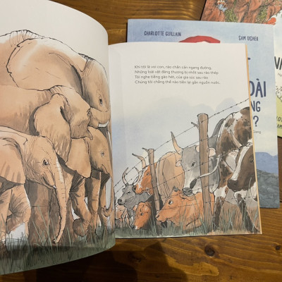 [combo 3 quyển – minh hoạ màu] VOI – VẸT – CÂY ĐÃ THẤY GÌ?: Vẹt đuôi dài đã trông thấy gì? - Cây đã thấy những gì? - Voi đã nghe thấy gì?  – Charlotte Guillain - Sam Usher - Hà Hương Giang dịch- Nxb Kim Đồng