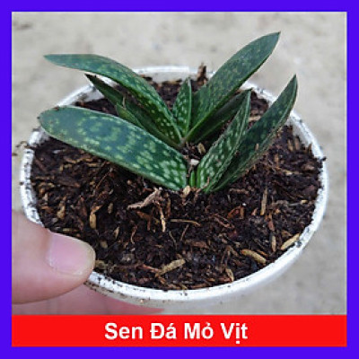 Cây Sen Mỏ Vịt - cây cảnh để bàn + tặng phân bón cho cây