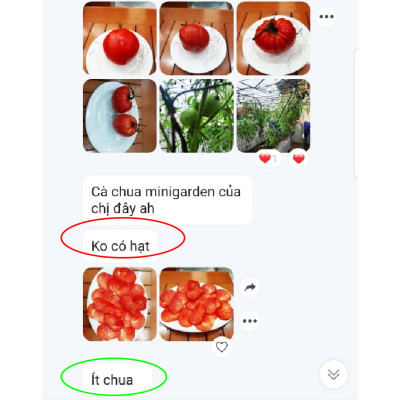 Hạt Giống Cà Chua Không Hạt Hữu Cơ Nhập Khẩu Minigarden (Túi từ 125 Hạt đến 250 hạt) Với Tỷ lệ nảy mầm cao, ít hạt lép