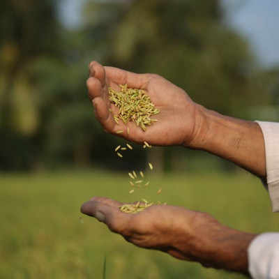 Gạo Ông Thọ ST25 túi 2kg hút chân không - Gạo ngon nhất thế giới năm 2019 tại MANILA