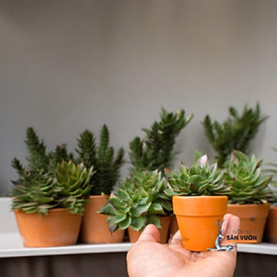 Combo 10 Chậu Ly Gờ Size Nhỏ