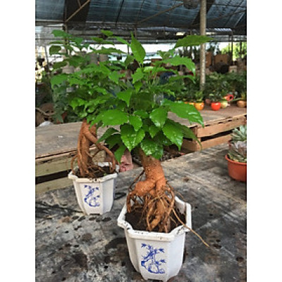 Cây hạnh phúc bonsai