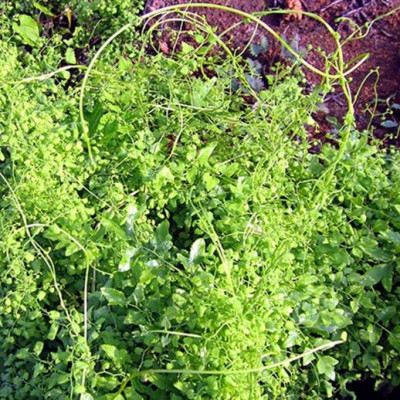 Bòng Bong (Hải Kim Sa) Khô sp1