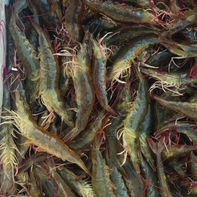 Lắng tụ hữu cơ ao tôm AQUA BLOCK