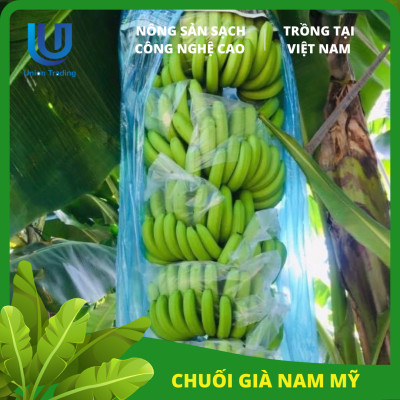 Chuối Tươi Union Trading - Nải 1Kg - Thơm Dẻo, Giàu Dinh Dưỡng - Trồng Công Nghệ Cao Tại Việt Nam