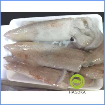 MỰC ỐNG LAO(1-10c/kg)