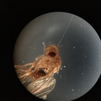 Kính hiển vi soi tinh trùng Carson MS-040 (40-800x) - Hàng chính hãng