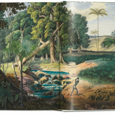 Artbook - Sách Tiếng Anh - Martius. The Book of Palms. 40th Ed.