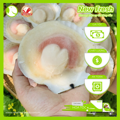 [GIAO NHANH HCM] Sò Điệp Nhật Nửa Mảnh Lớn - Túi 1Kg (8-12 con)