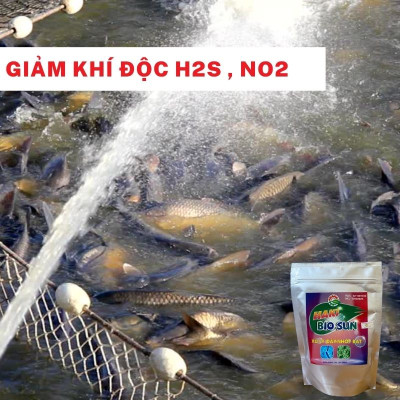 Men vi sinh phân hủy đáy, làm trong nước, xử lý nước, ức chế tảo, xử lý nhớt bạt, hạ khí độc Haki Bio Sun đậm đặc gói 250gr dùng 2000 khối nước - hàng chính hãng