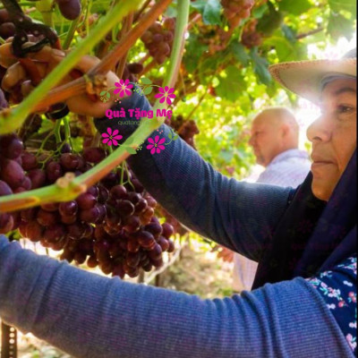 Nho khô Sunview Raisins Mỹ không hạt 3 màu giàu Vitamin khoáng chất, tốt cho tim mạch (425g/hộp) - QuaTangMe Extaste