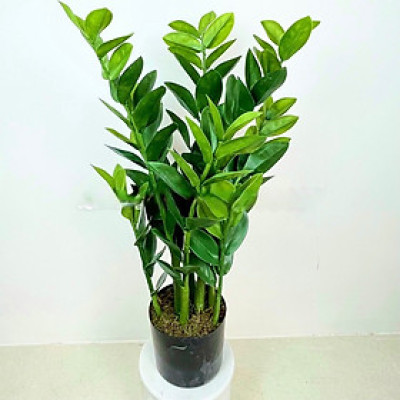 Cây kim tiền, kim phát tài giả - cao 90cm - Cây giả, hoa lụa Decor trang trí nhà cửa