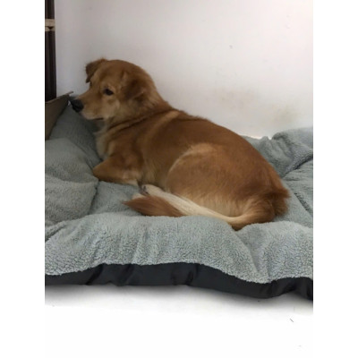 NỆM CHO CHÓ LỚN / ĐỆM NGỦ CHO CHÓ ALASKA