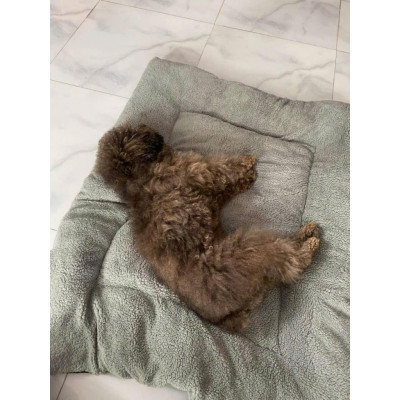 NỆM CHO CHÓ LỚN / ĐỆM NGỦ CHO CHÓ ALASKA