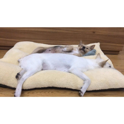 Nệm ngủ cho chó to (có khoá kéo) tặng gối nằm size 45kg