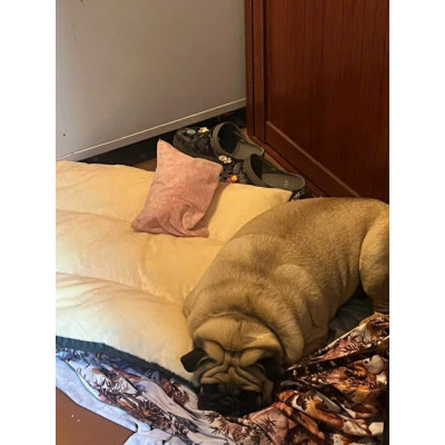 Nệm ngủ cho chó to (có khoá kéo) tặng gối nằm size 45kg