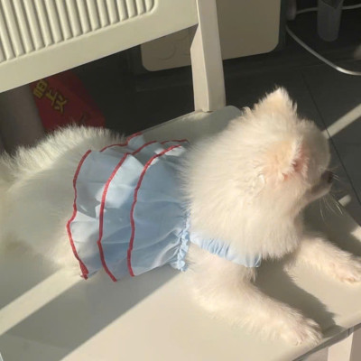 VÁY THÚ CƯNG CHÓ MÈO DỄ THƯƠNG