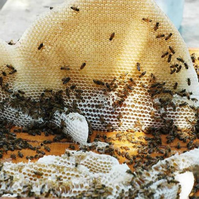 Sáp Ong Nguyên Chất 200g : Làm nến thơm, Làm Son dưỡng môi, giữ ẩm da, vật liệu làm bánh