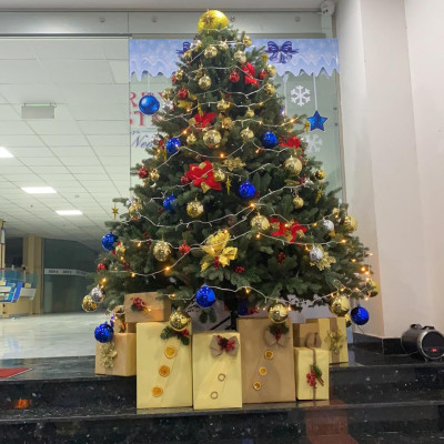 Cây thông Pe cao cấp 2m4 - Cây tự động bung