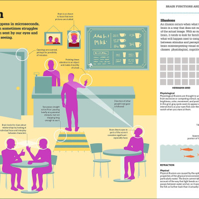 How The Brain Works: The Facts Visually Explained (How Things Work)