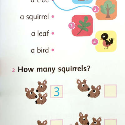 Dolphins Starter: Silly Squirrel