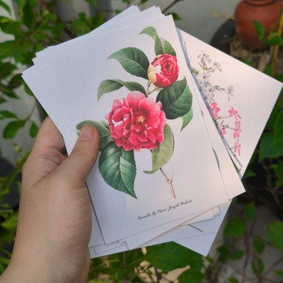 BỘ 100 POSTCARD PETALA & FOLIA - Minh Họa Thực Vật Nghệ Thuật - Giấy Mỹ Thuật 300g Cao Cấp - Nho Xanh 