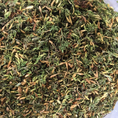 Bông đu đủ đực sấy lạnh xanh đẹp đặc sản Kon Tum