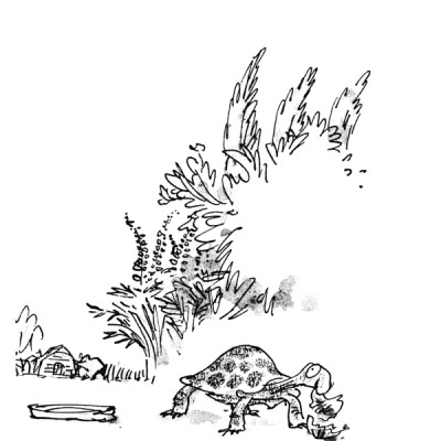 Esio Trot (Roald Dahl, Illustrated by Quentin Blake)