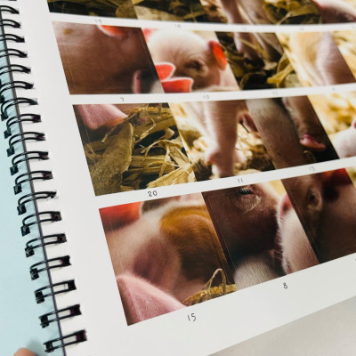 Little Wonders Sticker By Number - Baby Animals