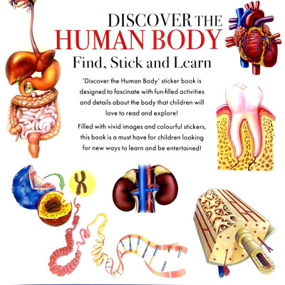 Wonders Of Learning - Sticker Book - Human Body