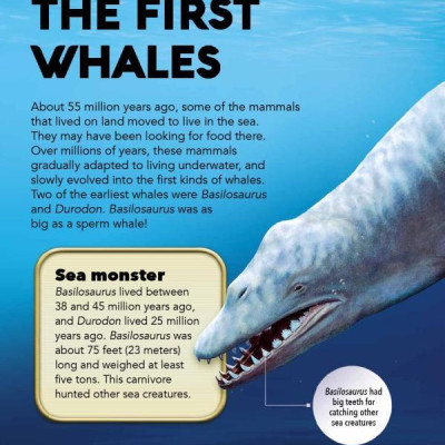 My Best Book Of Whales And Dolphins