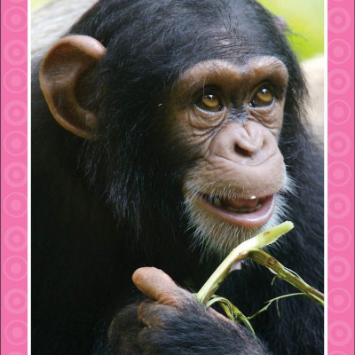 Get Set Go: Flashcards - Animals