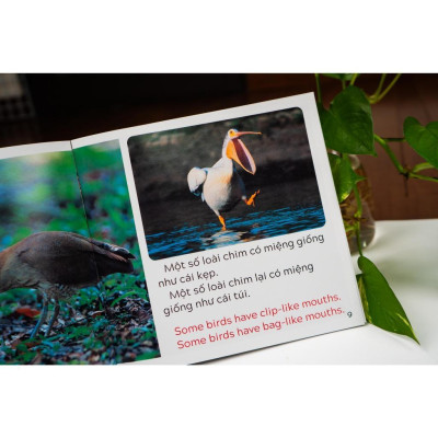 Sách - Khám Phá Thế Giới - Song Ngữ Việt Anh - Cho Trẻ 3 - 9 Tuổi - Combo 10 Cuốn - Đinh Tị Books