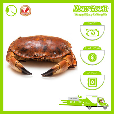 [GIAO NHANH HCM] Cua Nâu Nauy Siêu Gạch Đông Lạnh - 1 Con 1Kg