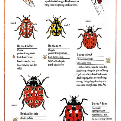 Bách Khoa Thư Cho Cả Nhà - Thế Giới Côn Trùng Bằng Tranh