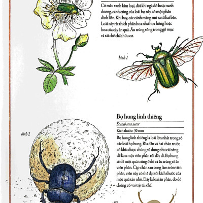 Bách Khoa Thư Cho Cả Nhà - Thế Giới Côn Trùng Bằng Tranh