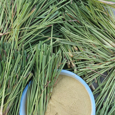 Nhang sạch Dương Minh hộp 180cây 30cm 100% thành phần tự nhiên hương nhang dịu nhẹ ít khói dùng thờ cúng thắp hương, thư giãn, thanh lọc không khí