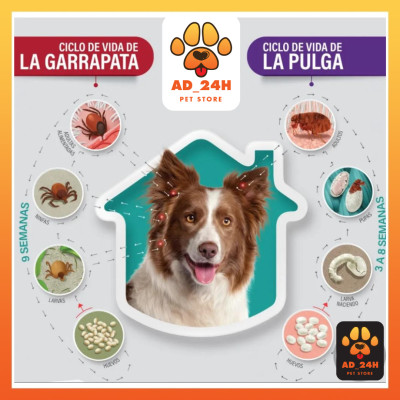 BRAVECTO diệt ghẻ, ve rận, bọ chét (chó (2-4.5kg)